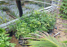 Pernambuco seedlings